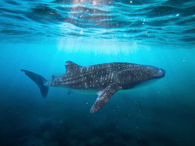 whale shark near LUX* south Ari atoll