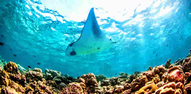 snorkeling with manta ray